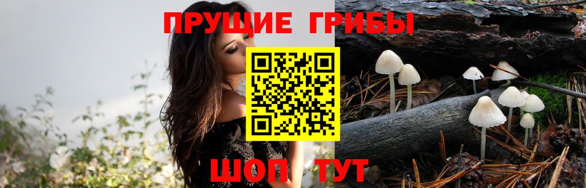 Псилоцибиновые грибы Psilocybe Елабуга